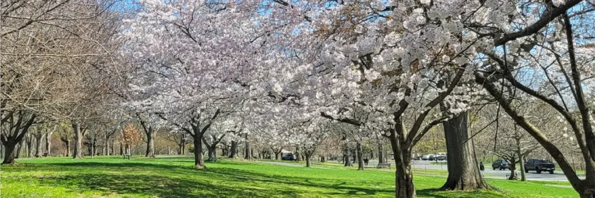 SID_Web_HeaderBanner_PARKS-01